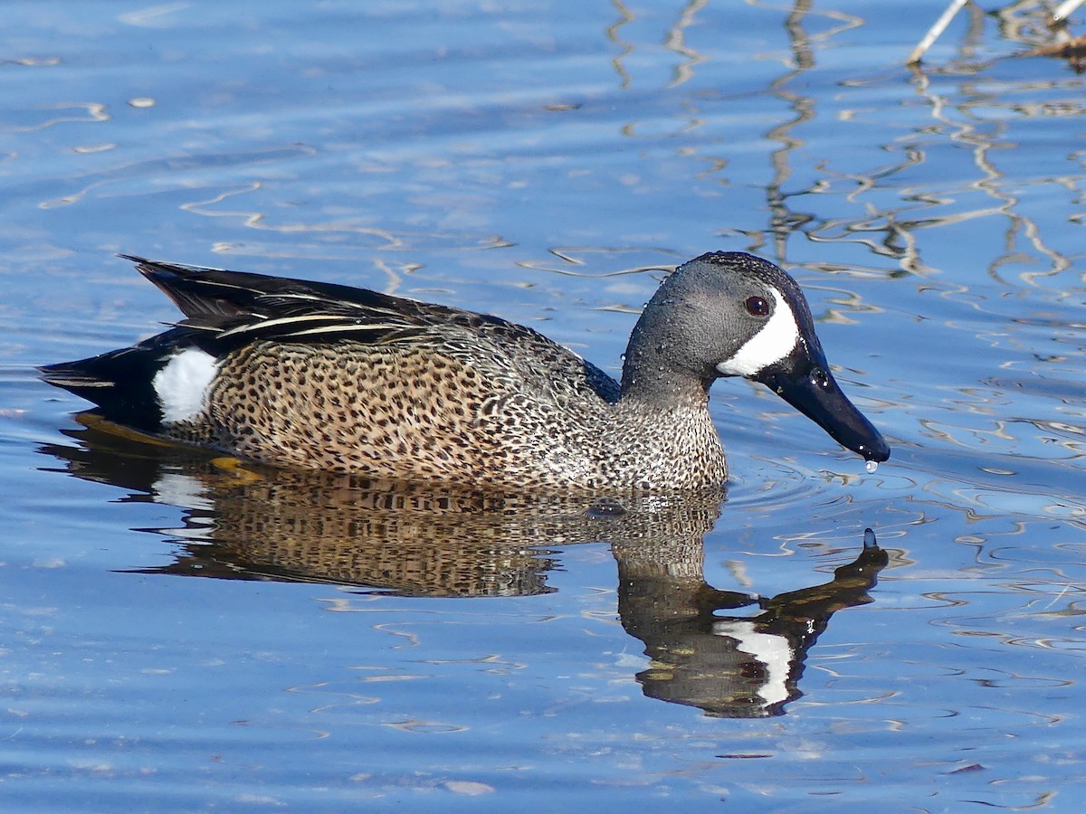 Blue-winged Teal - Peder Stenslie