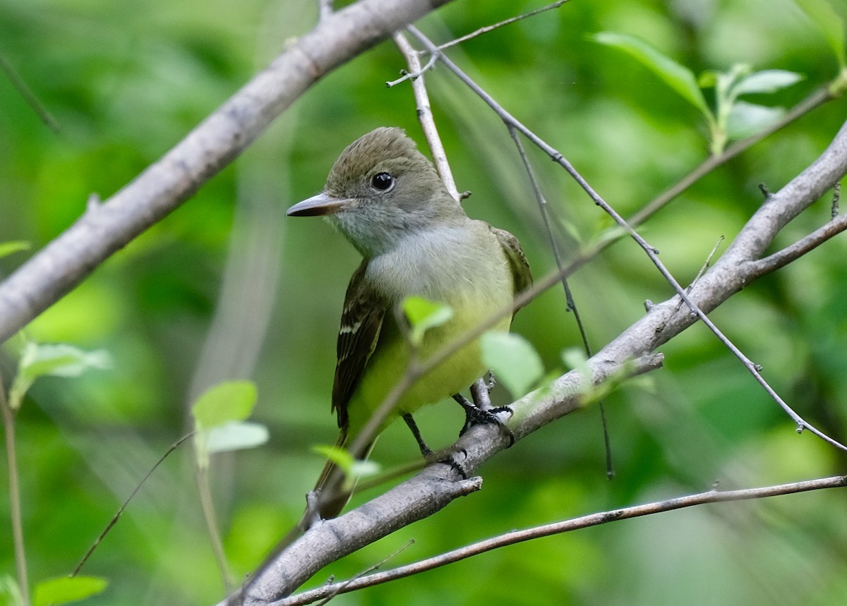 Great Crested Flycatcher - Xinyi Z