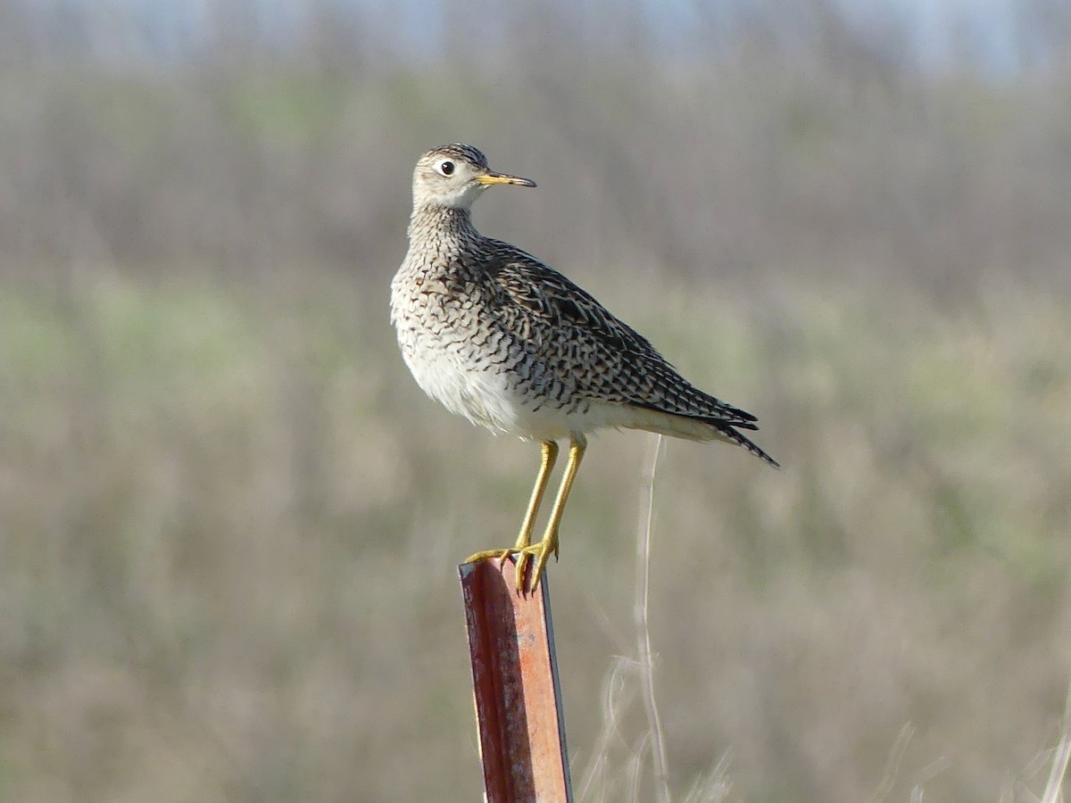 Upland Sandpiper - ML618729804