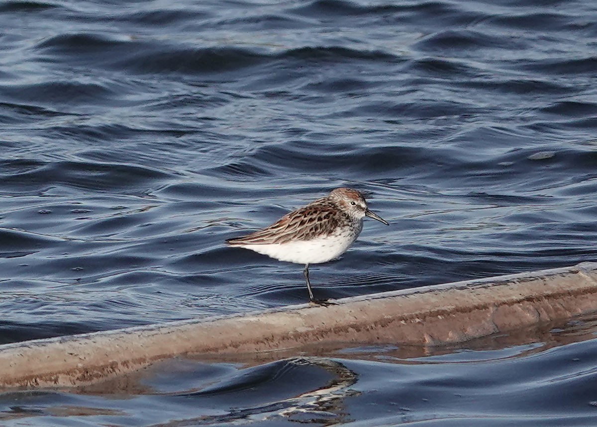 beringsnipe - ML618729906