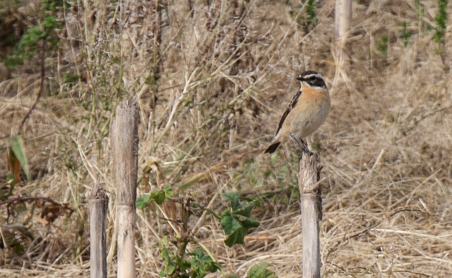 Whinchat - ML618729926