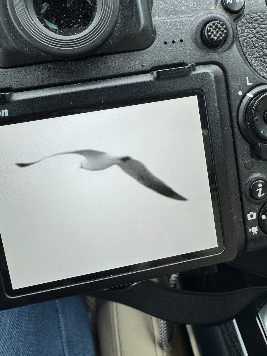 Laughing Gull - Melissa James