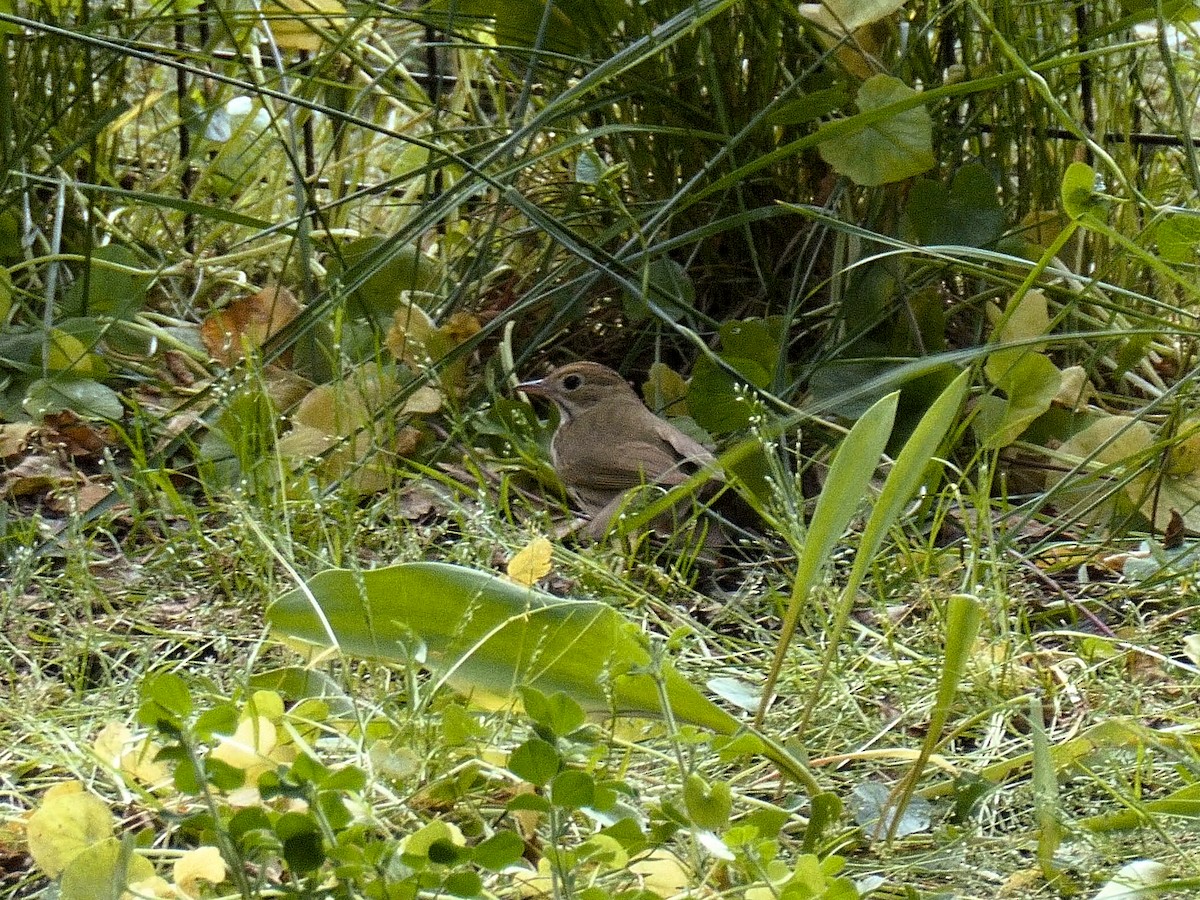 Ovenbird - Jim McNamee