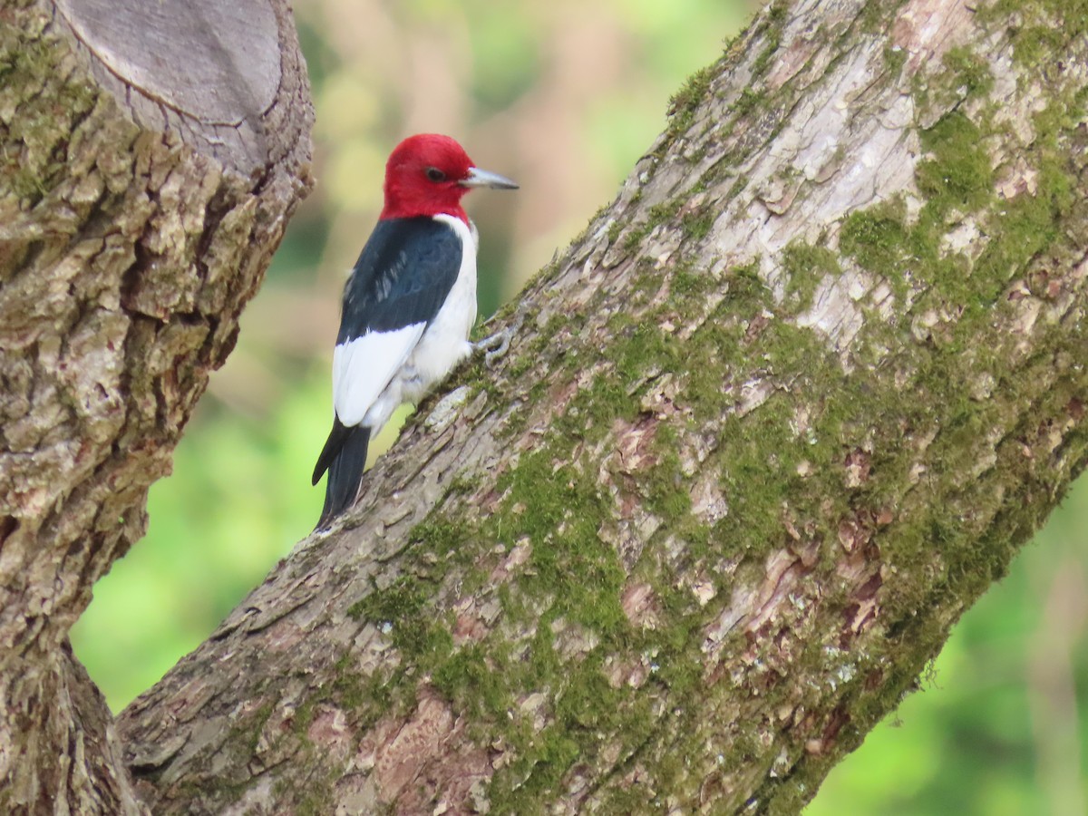 Red-headed Woodpecker - ML618729975