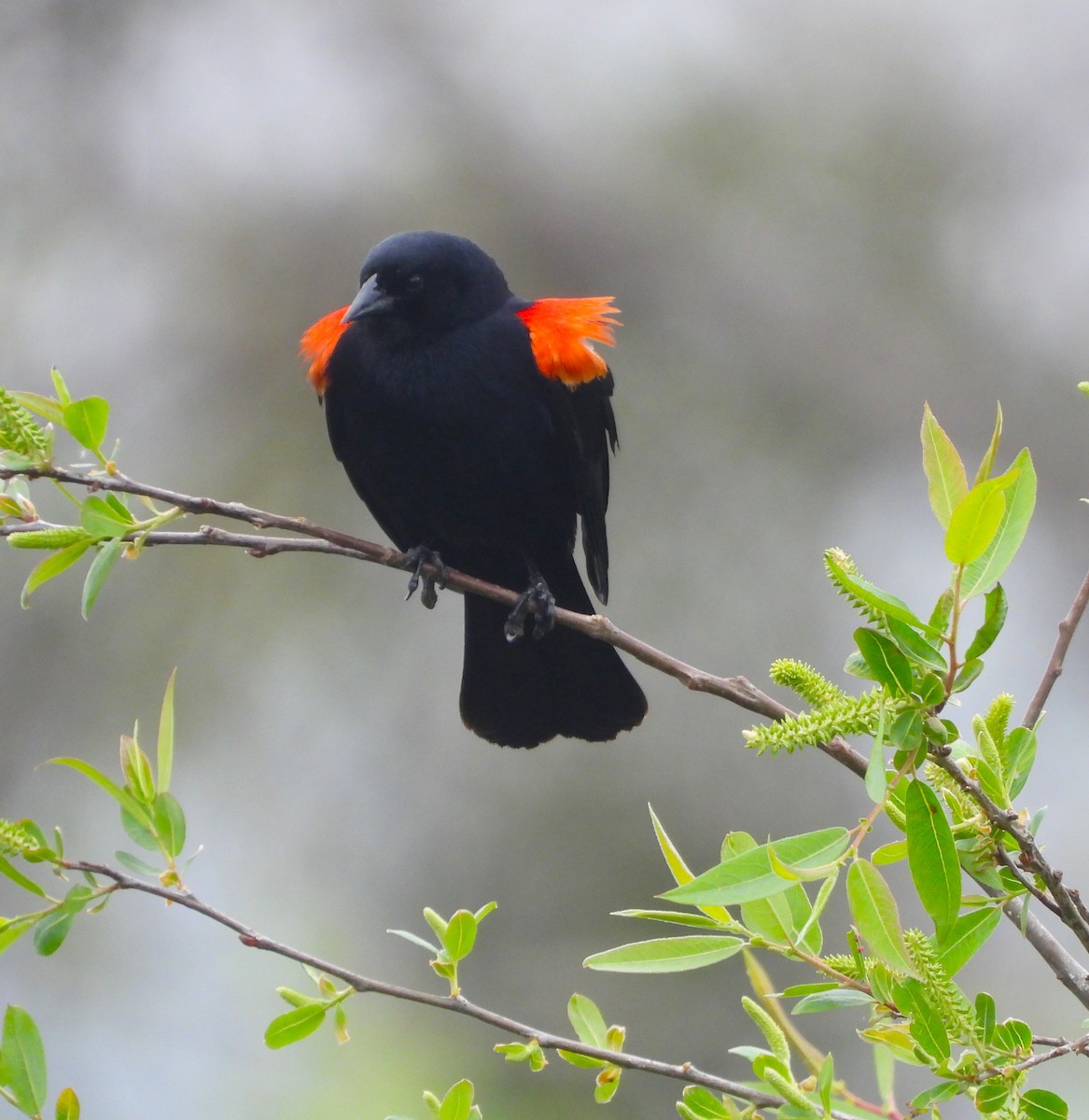 Red-winged Blackbird - Lynn Scarlett