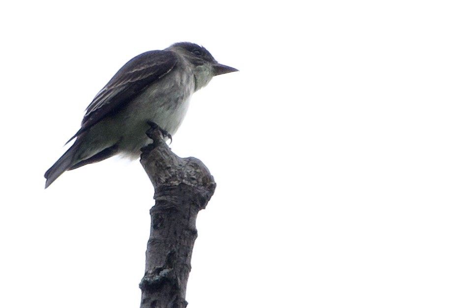 Olive-sided Flycatcher - Jerry Horak