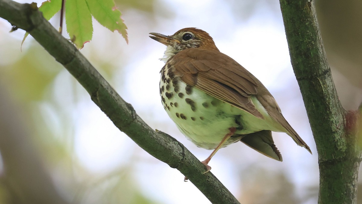 Wood Thrush - Erik Nielsen