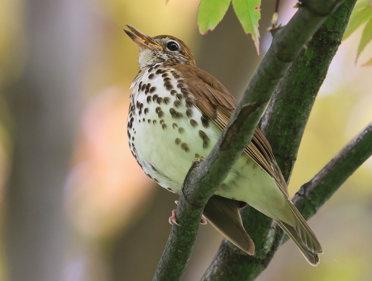 Wood Thrush - Erik Nielsen