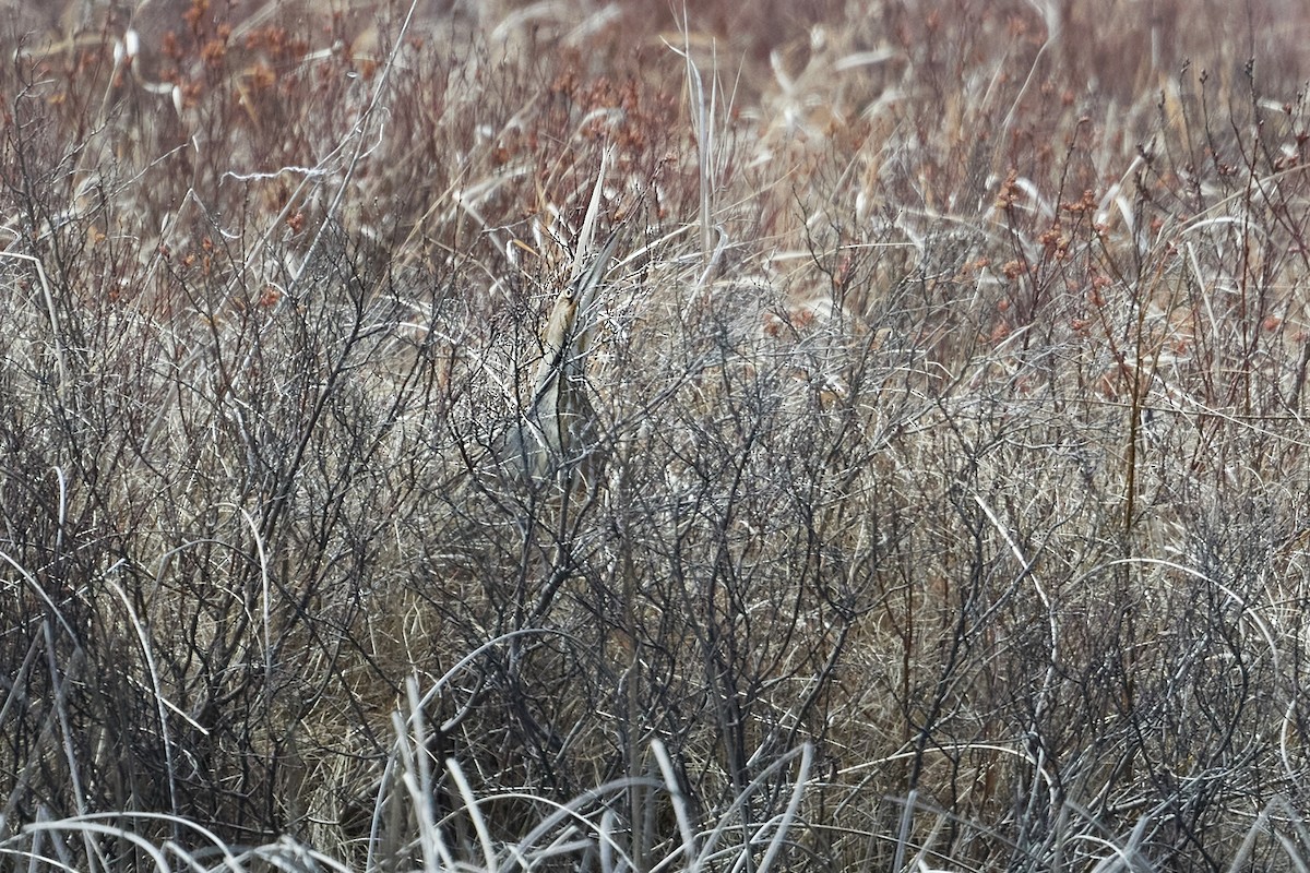 American Bittern - ML618730069