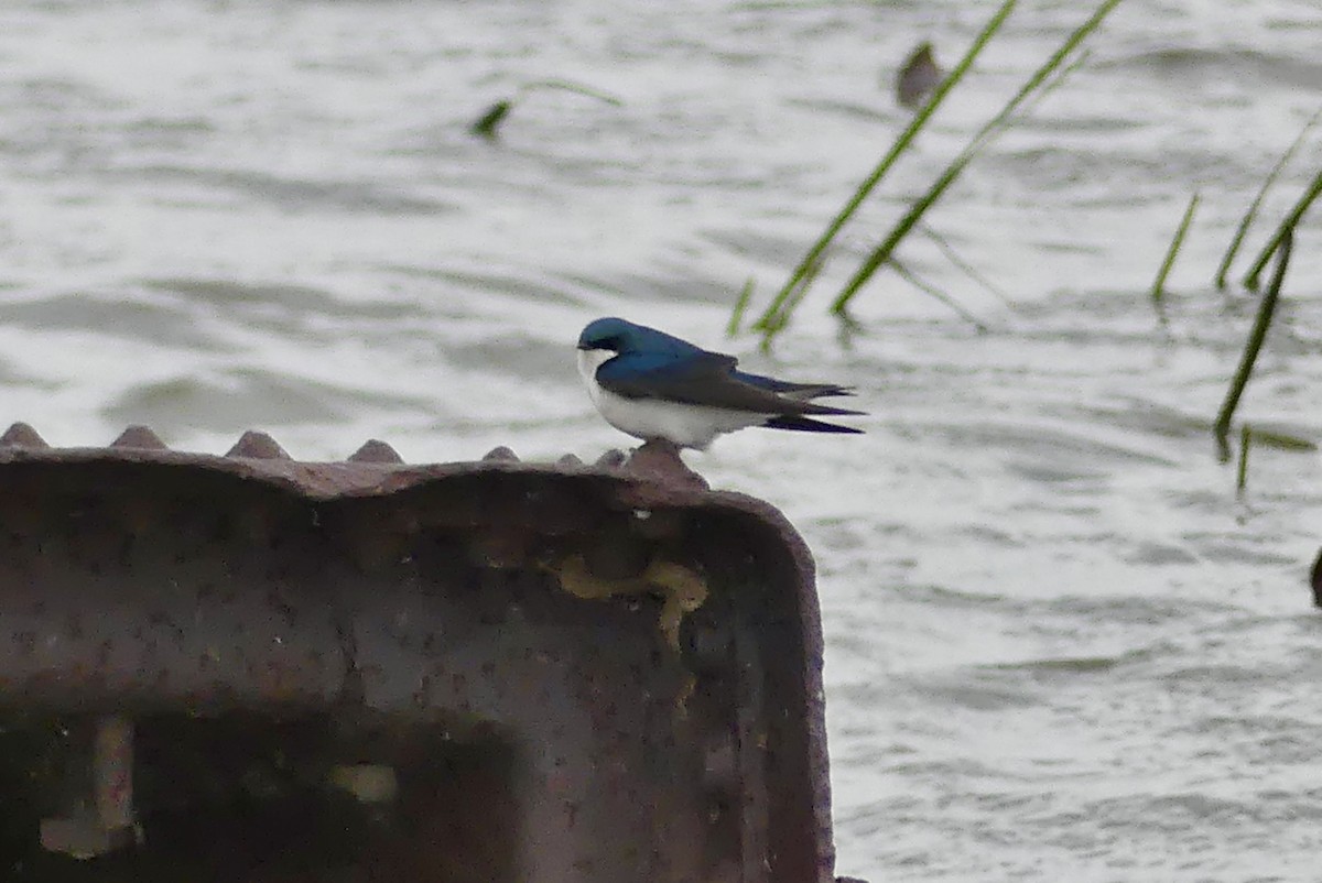 Tree Swallow - ML618730078