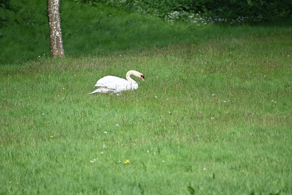 Mute Swan - Rich Howard