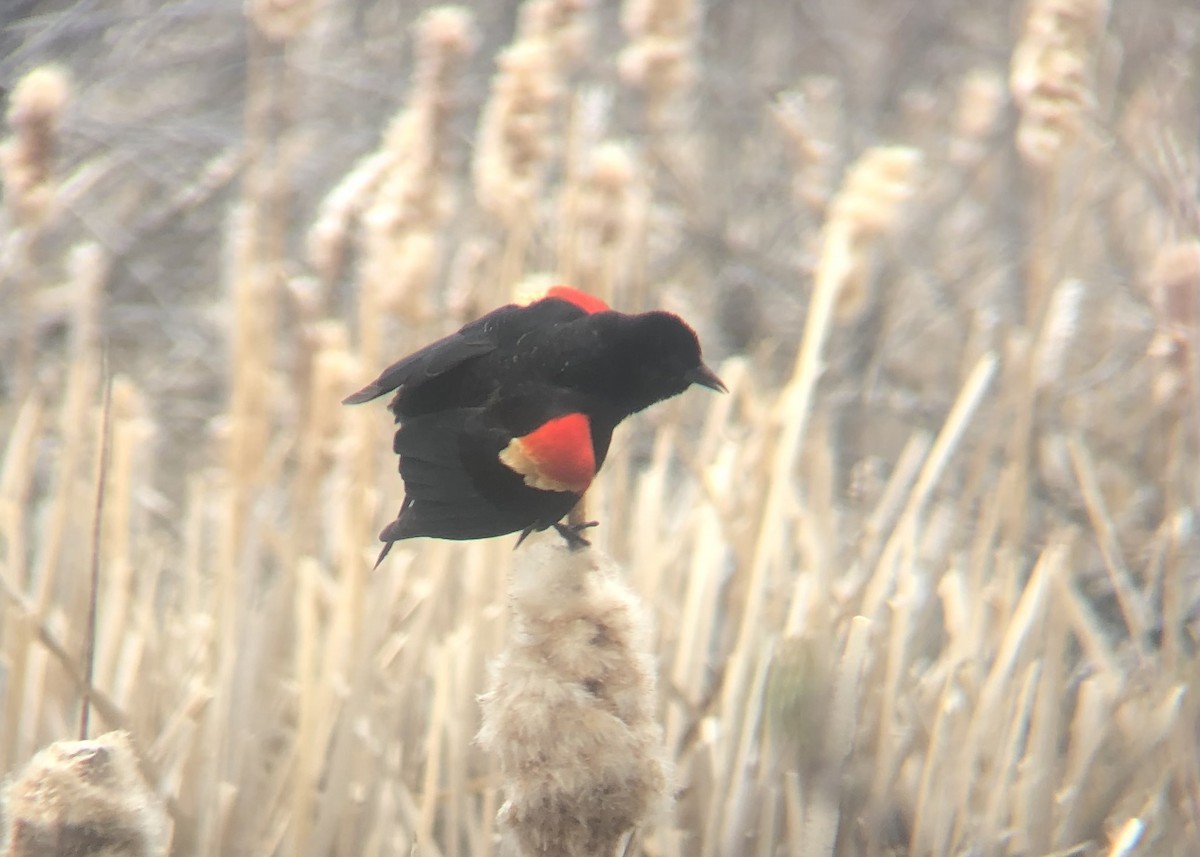 Red-winged Blackbird (Red-winged) - Calliope Ketola