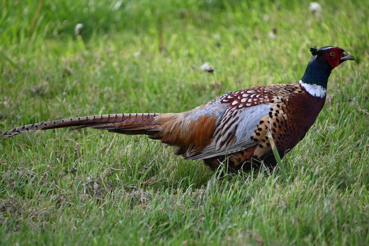 Ring-necked Pheasant - Rich Howard