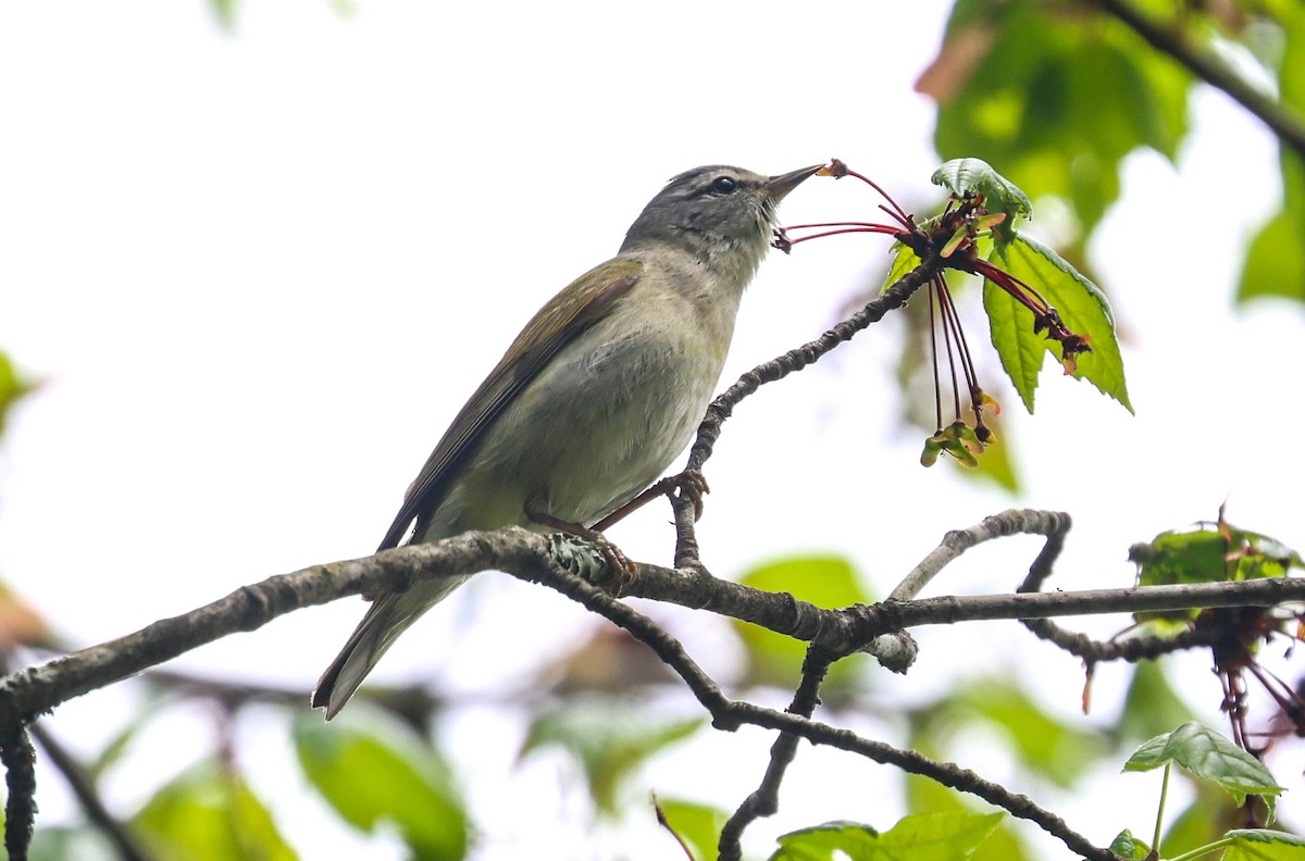 Tennessee Warbler - ML618730153