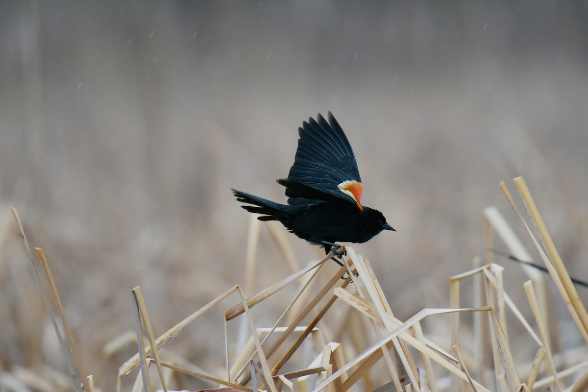 Red-winged Blackbird - France Carbonneau