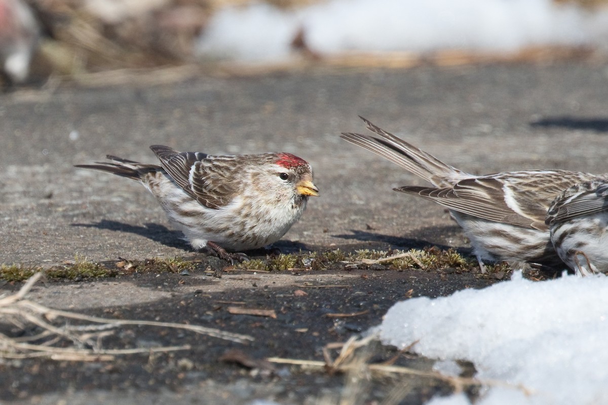 Common Redpoll - ML618730166