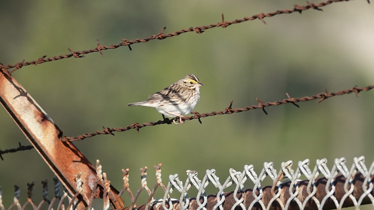 Savannah Sparrow - Steve Hampton