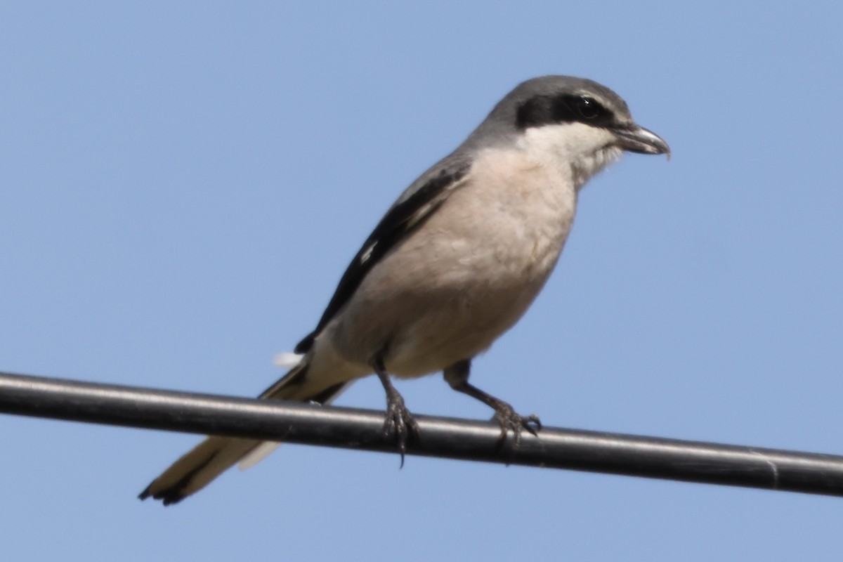 Iberian Gray Shrike - Scott Rauland