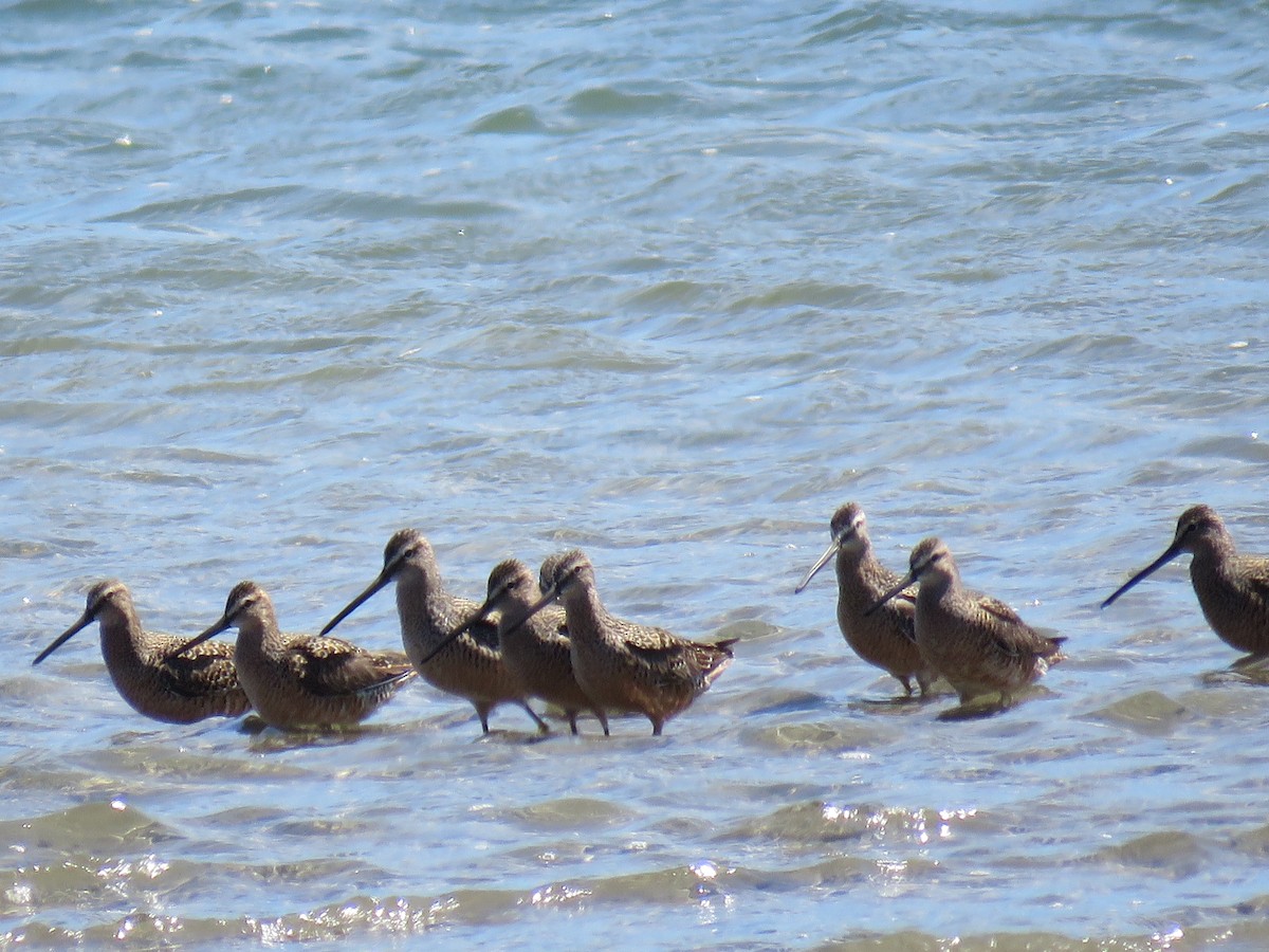 Short-billed Dowitcher - ML618730180