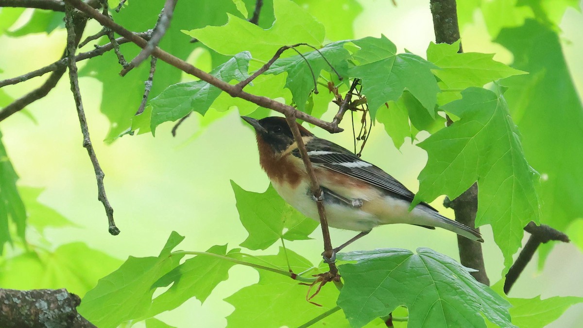 Bay-breasted Warbler - Erik Nielsen