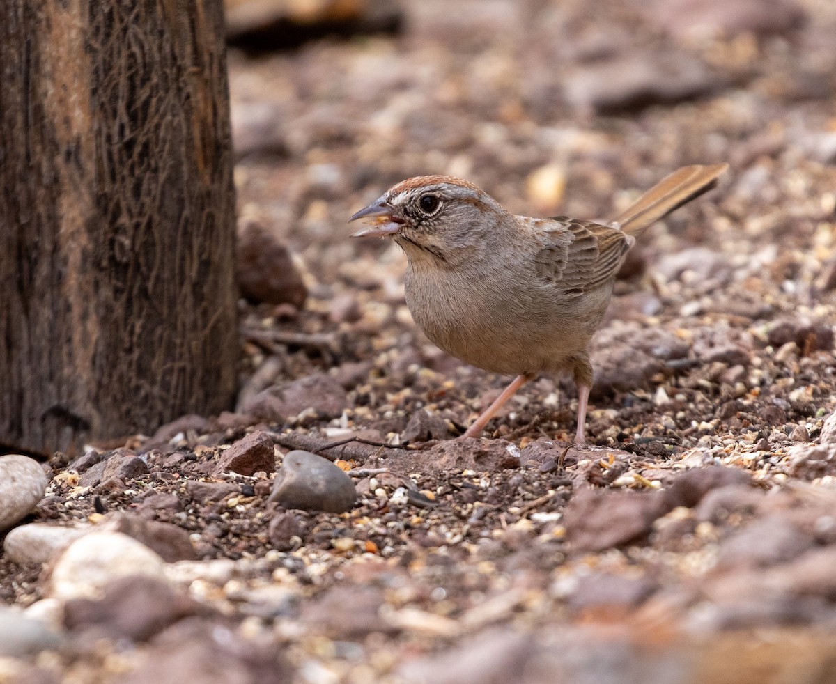 Rufous-crowned Sparrow - William Price