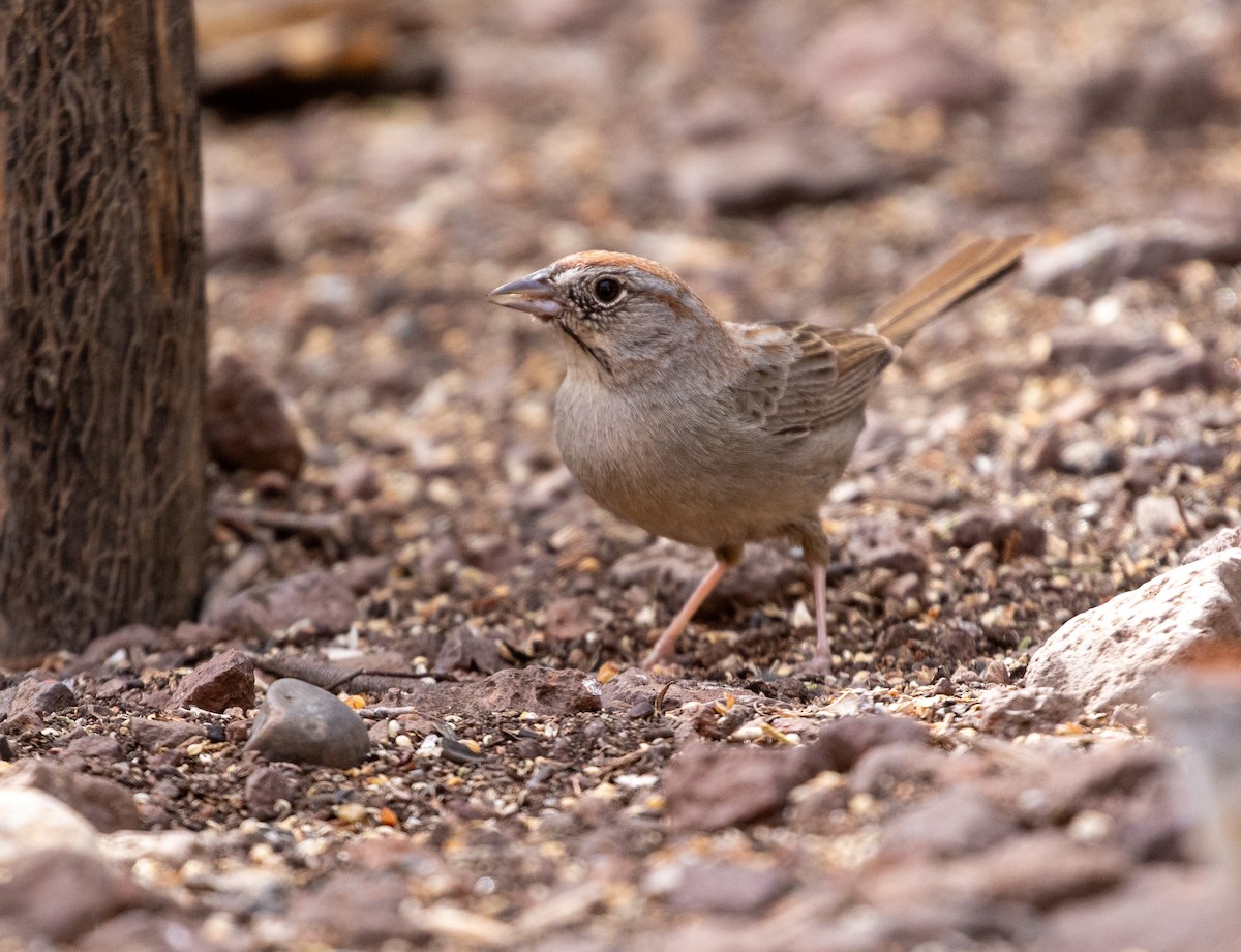 Rufous-crowned Sparrow - William Price