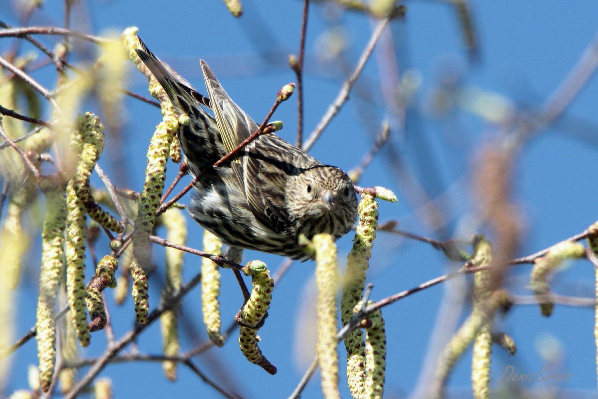 Pine Siskin - Denis Sirois