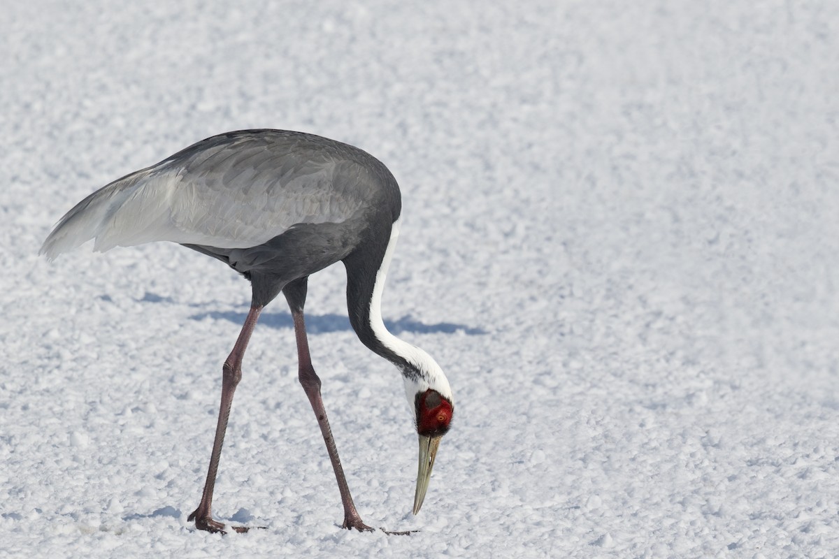 White-naped Crane - ML618730272