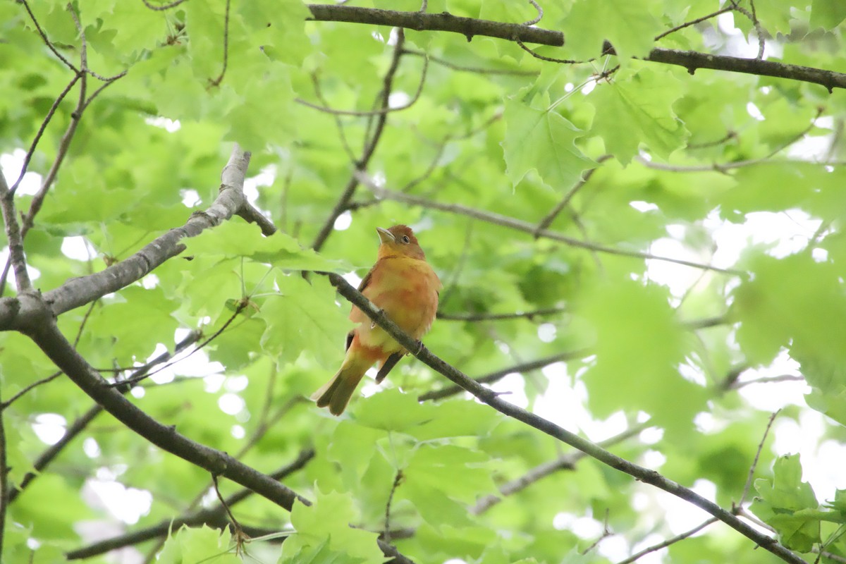 Summer Tanager - Jerry Horak