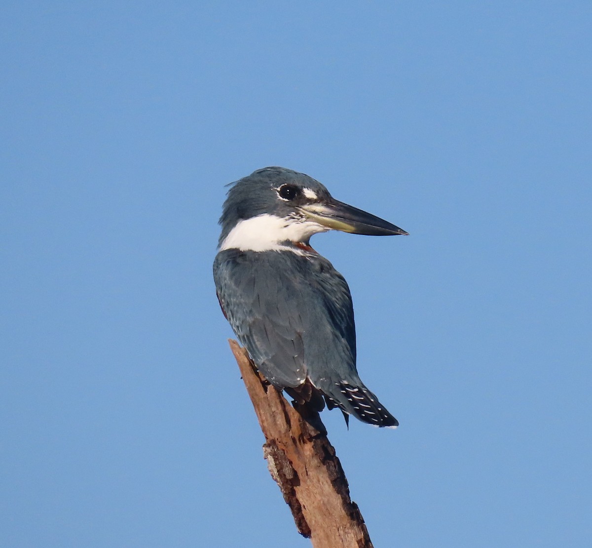 Ringed Kingfisher - ML618730297