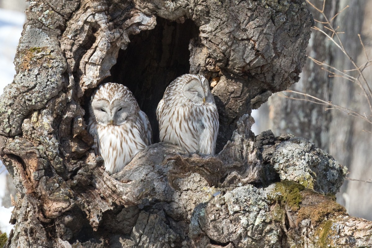 Ural Owl - Michel Gutierrez