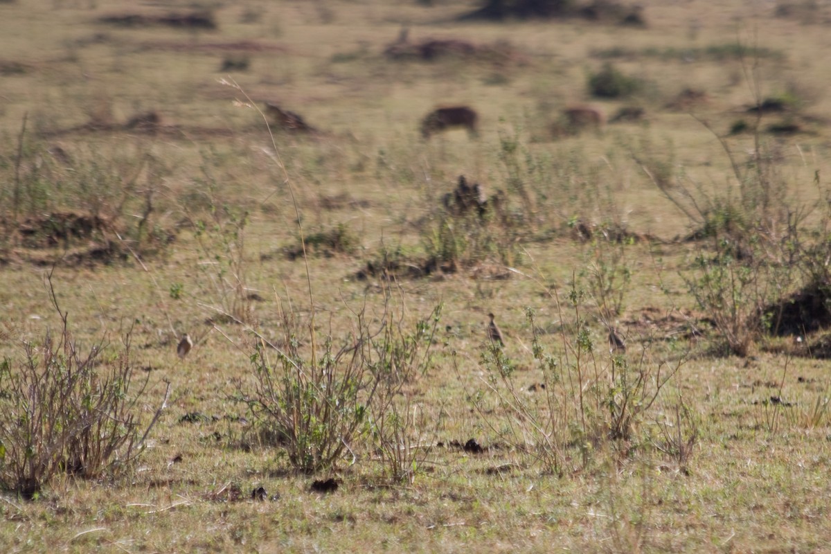 Temminck's Courser - ML618730368