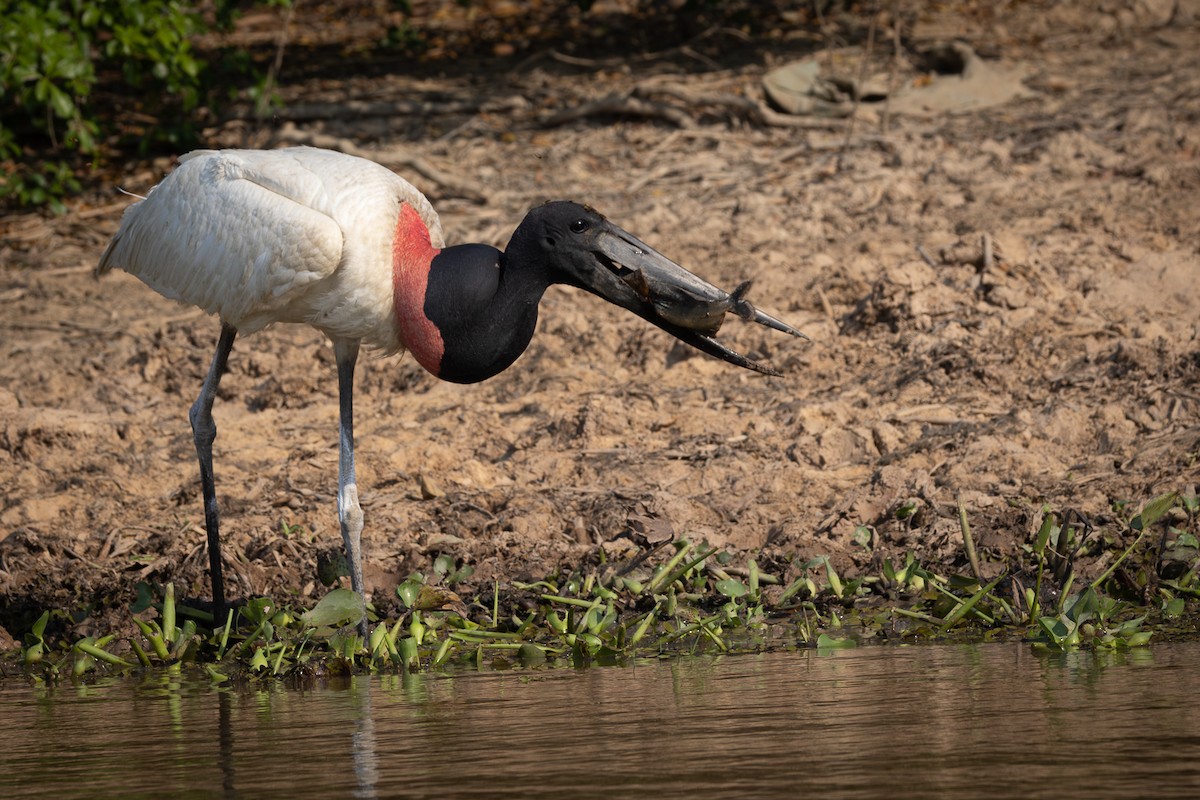 čáp jabiru - ML618730382