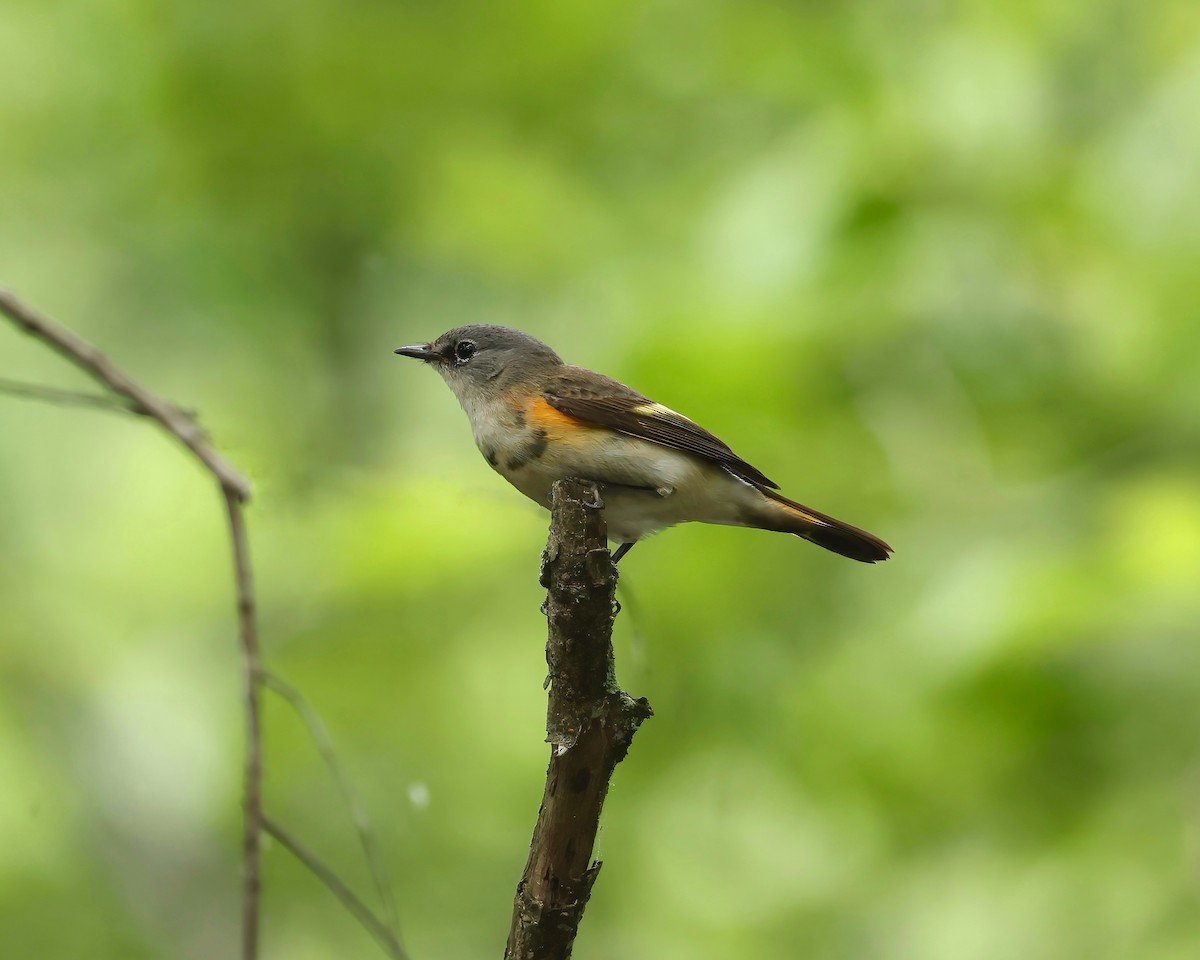 American Redstart - ML618730398