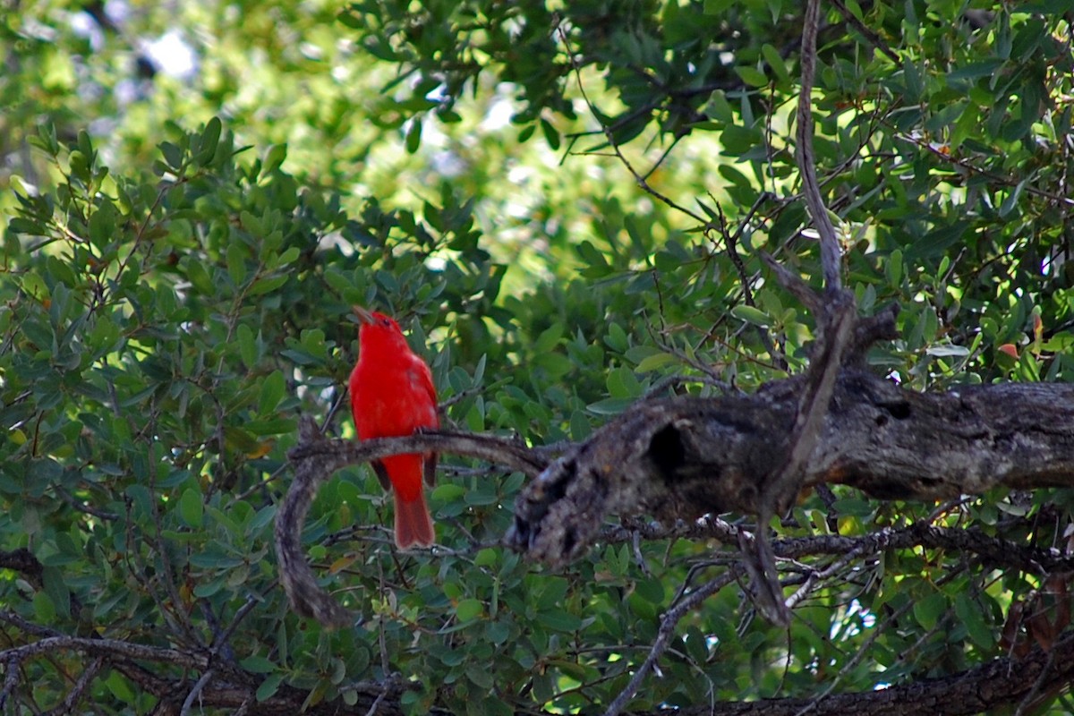 Summer Tanager - ML618730409