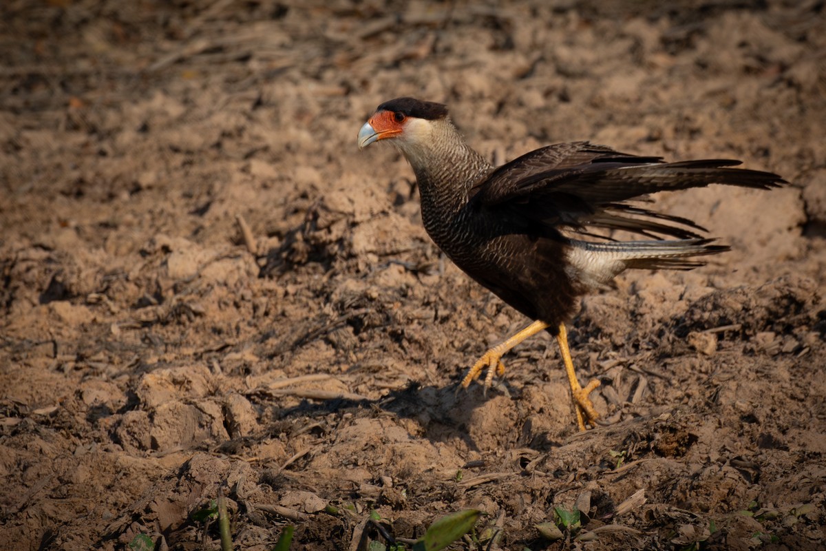 Crested Caracara (Southern) - ML618730427