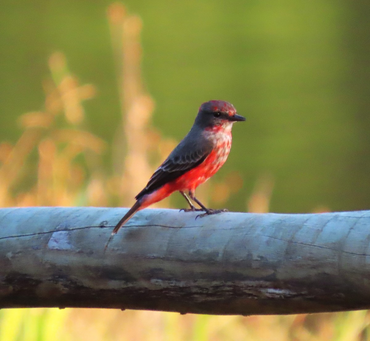 Vermilion Flycatcher - ML618730430