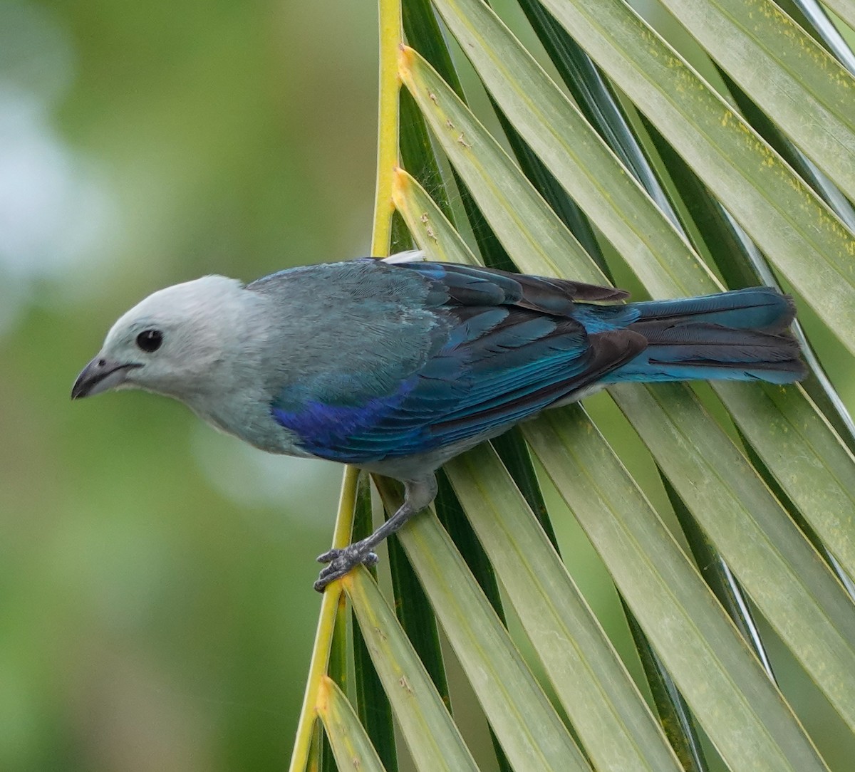 Blue-gray Tanager - ML618730504