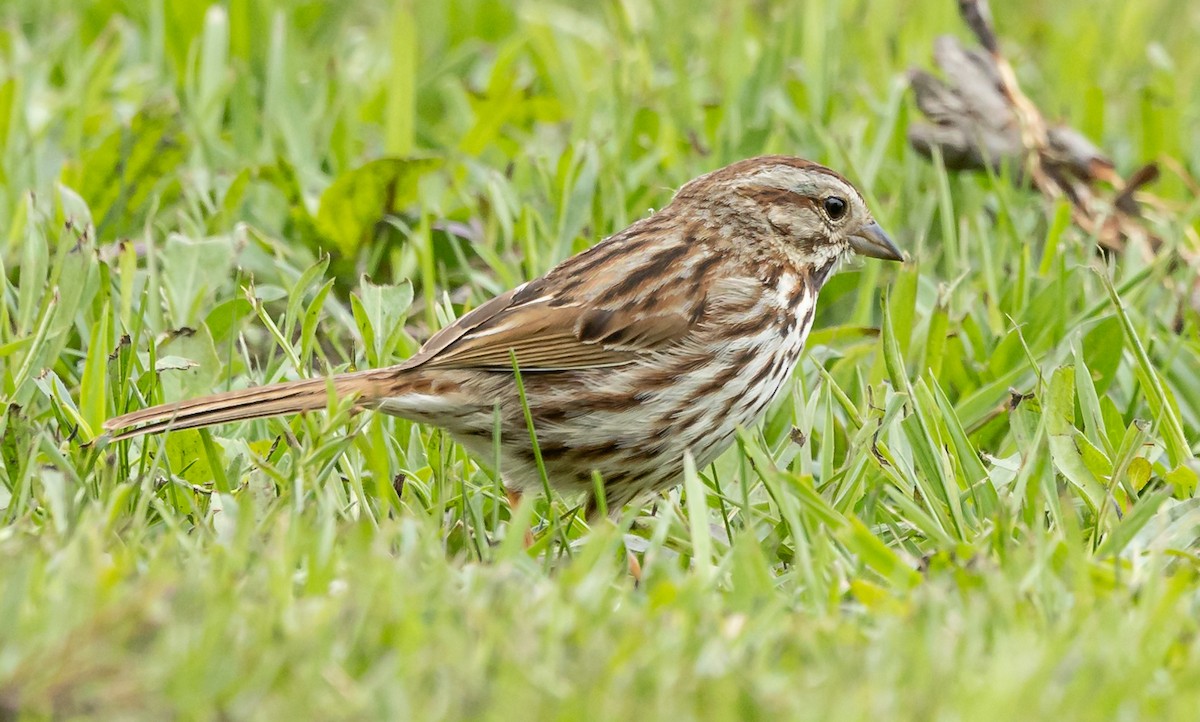 Song Sparrow - ML618730509