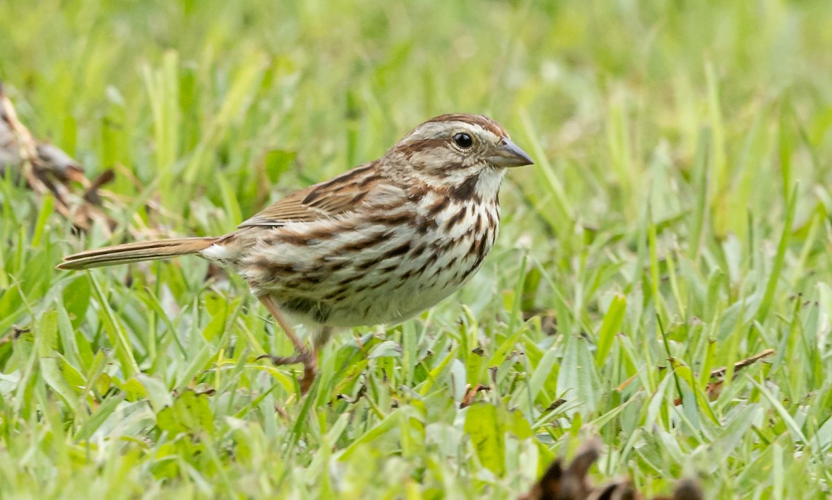 Song Sparrow - ML618730510