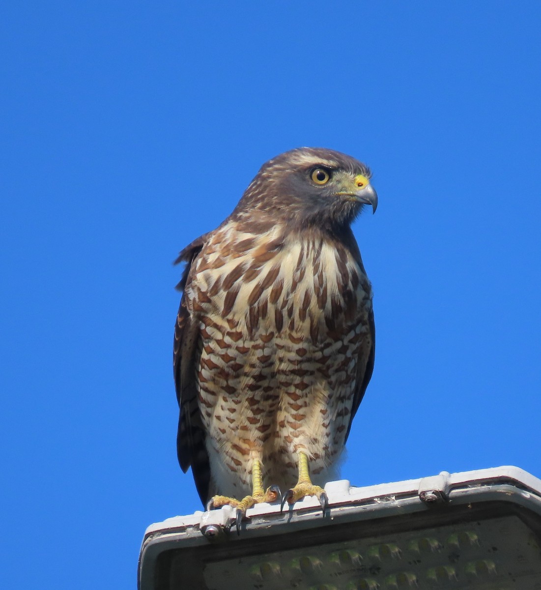 Roadside Hawk - ML618730524