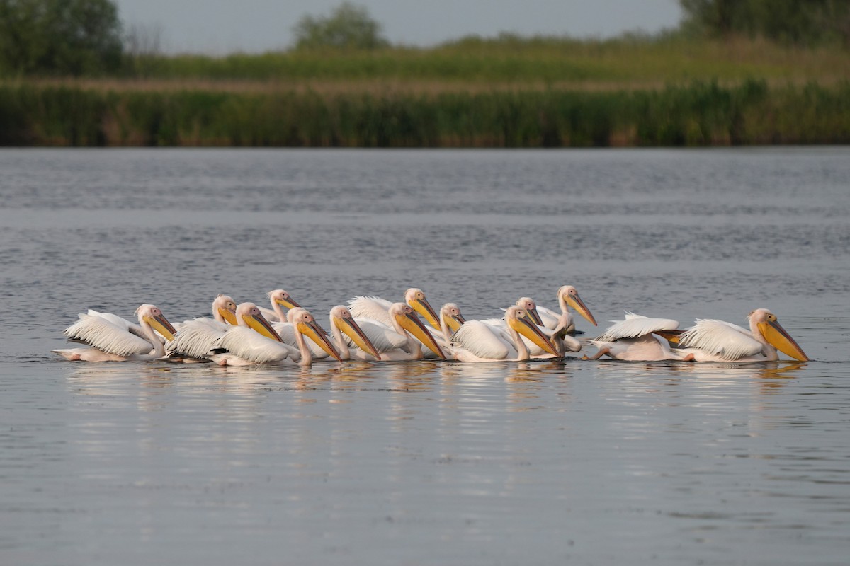 Great White Pelican - Krzysztof Kasprzyk