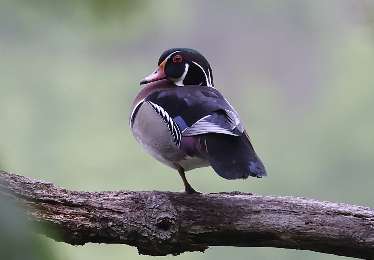 Wood Duck - ML618730540