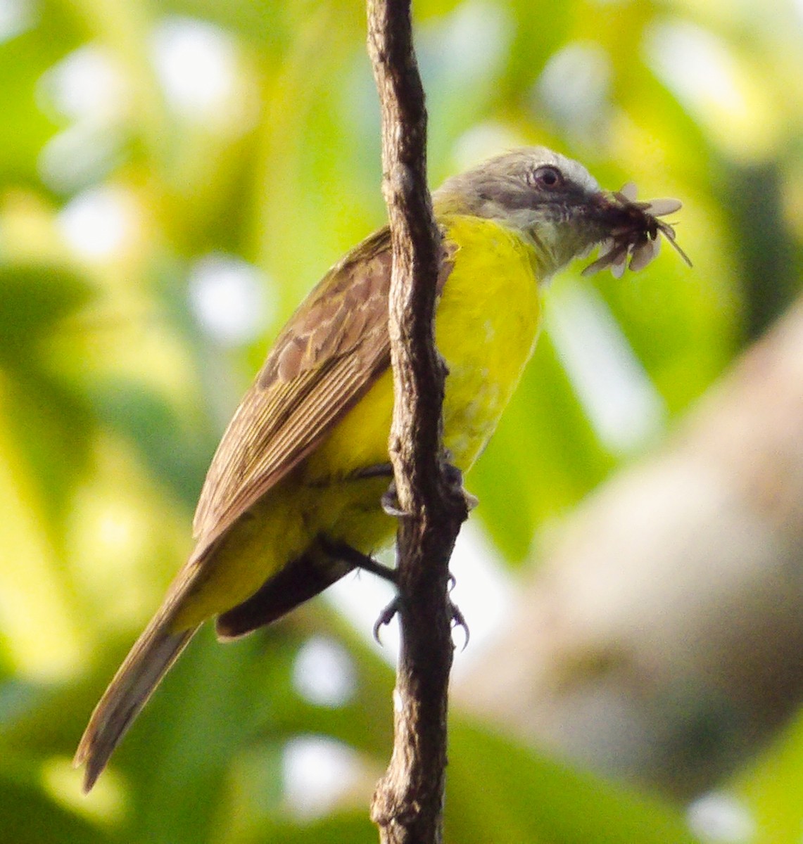 Dusky-chested Flycatcher - Pablo Alvia