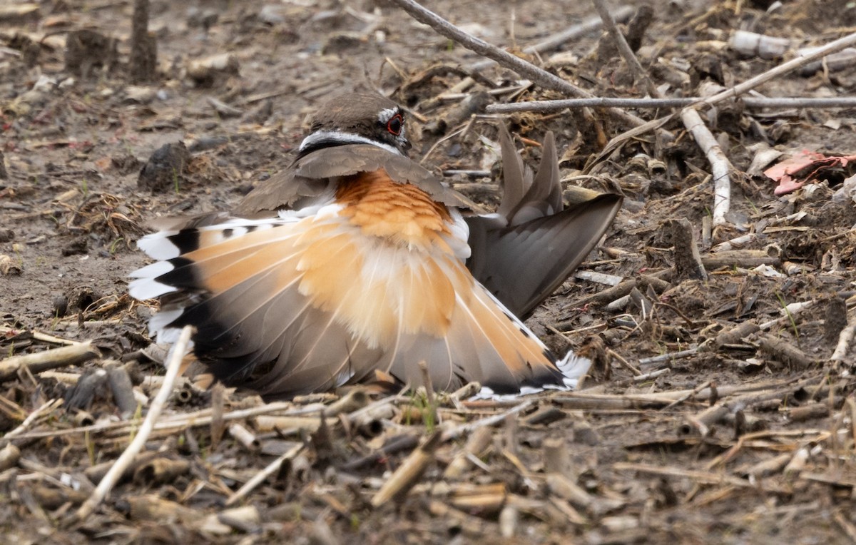 Killdeer - ML618730576