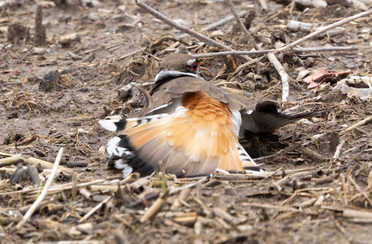 Killdeer - ML618730581