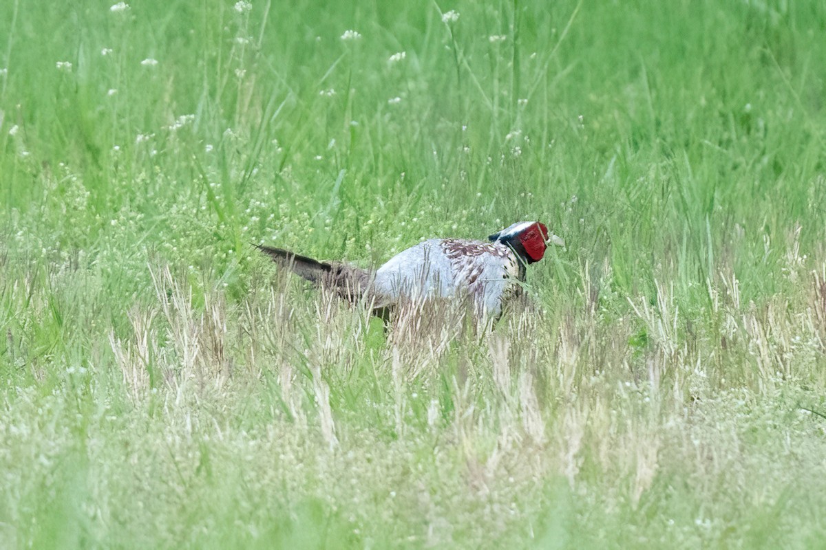 Ring-necked Pheasant - James Patten