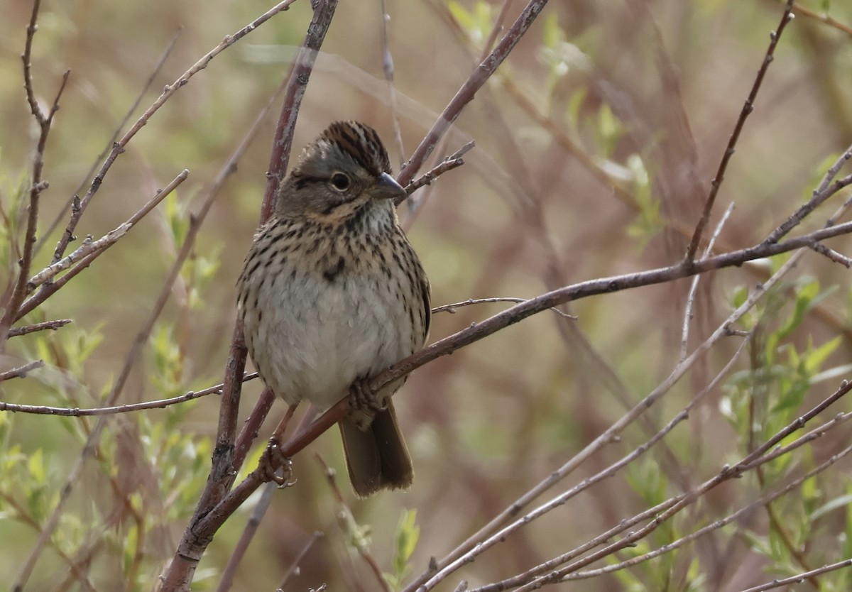 Lincoln's Sparrow - ML618730587