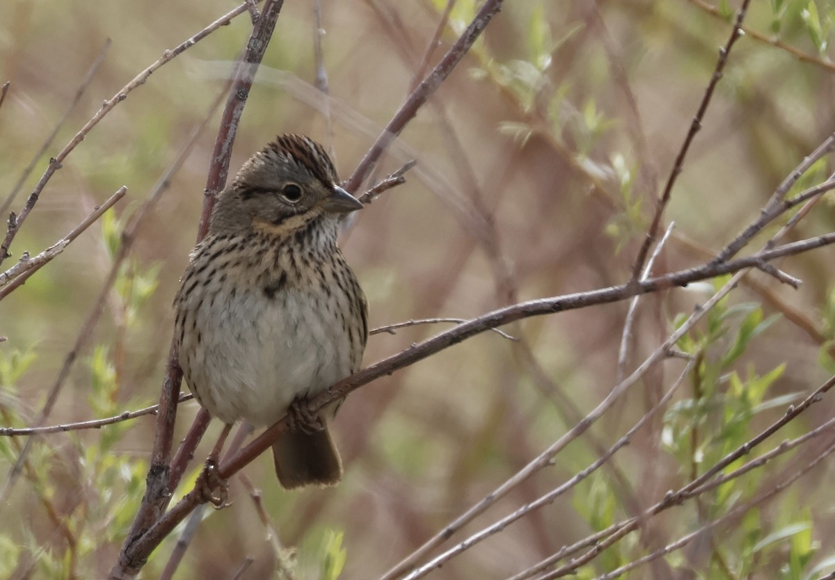 Lincoln's Sparrow - ML618730588