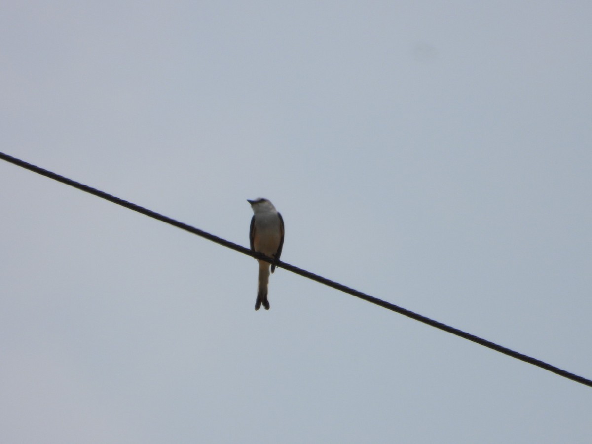 Scissor-tailed Flycatcher - ML618730589